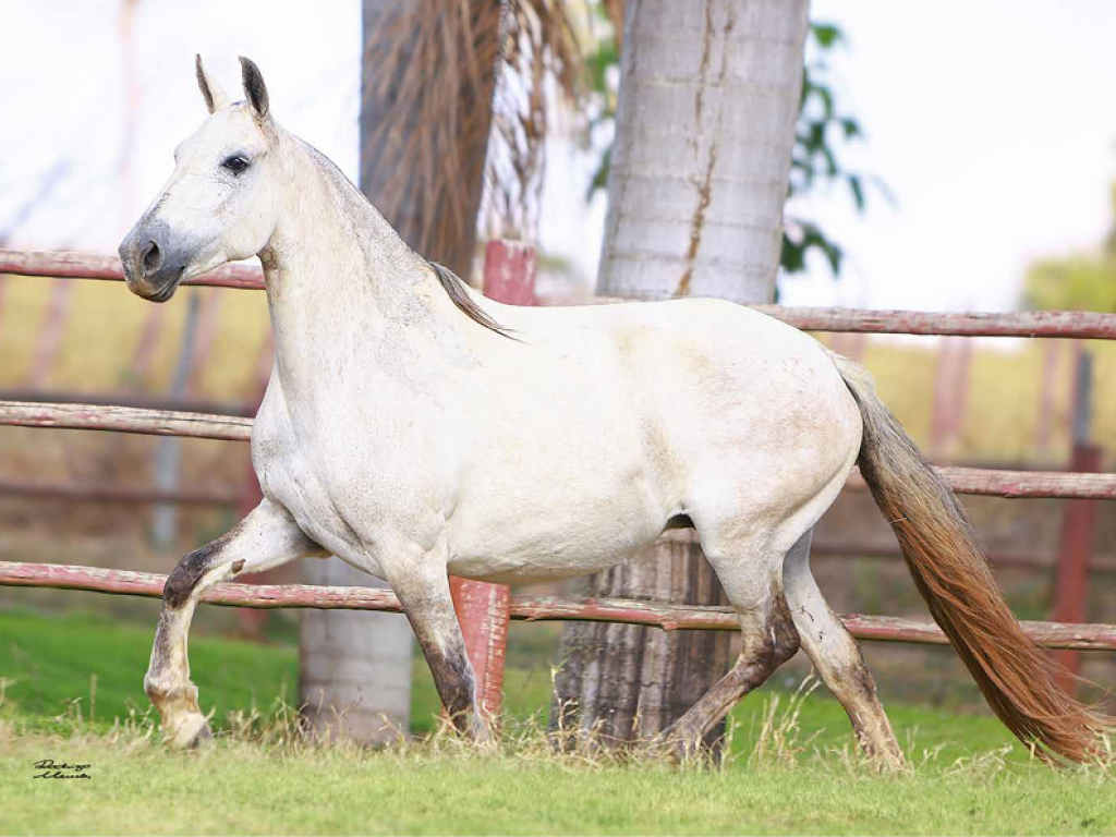 LOTE 20 | LENDA R3 (LEILÃO HARAS R3 FEST) - Grupo Raça