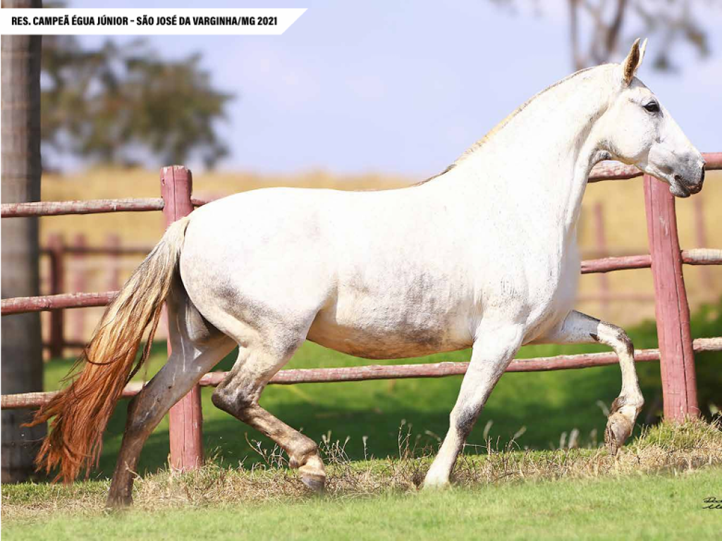 LOTE 24 | ORGIA R3 50% (LEILÃO HARAS R3 FEST) - Grupo Raça